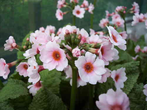 Primula japonica Peninsula Pink