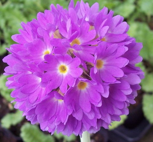 Primula denticulata - in  variety (white, pink, red, purple)