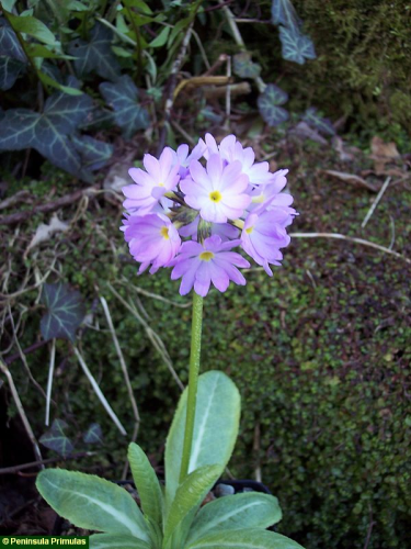 Primula denticulata - in variety (white, pink, red, purple)