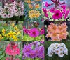 9 - plant Candelabra Primula collection # 1