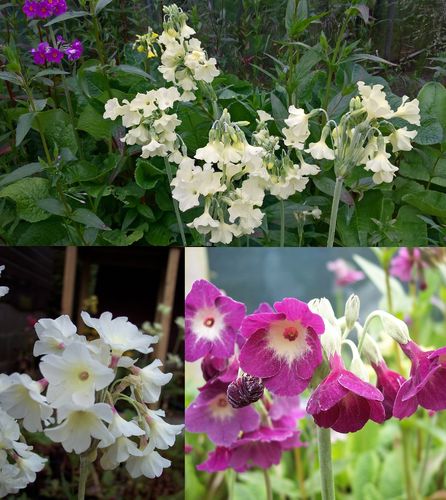 Primula alpicola varieties (3 plants)
