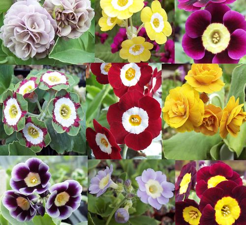 Auricula collection # 8 - 9 varieties plus printed labels