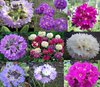 Drumstick primula collection spring display