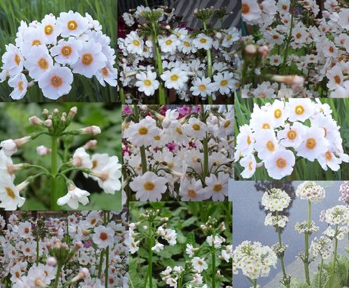 9 X plants of Primula pulverulenta
