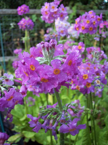 9 X plants of Primula bulleyana subsp. beesiana (out of 6cm pots)