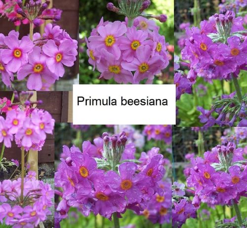 9 X plants of Primula bulleyana subsp. beesiana (out of 6cm pots)