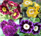 Auricula Collections