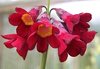 Primula wilsonii var anisodora