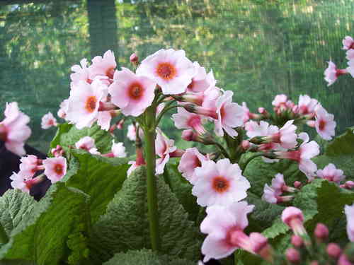 Primula japonica Peninsula Pink