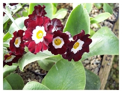Auricula Old Clove Red