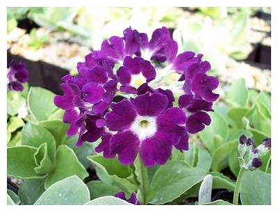 Auricula Purple Velvet