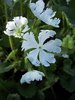 3 X plants of Primula sieboldii Snowflake