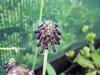 Primula watsonii