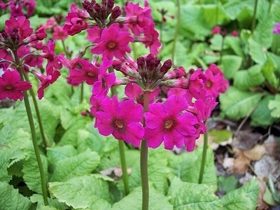Primula japonica Holly