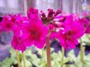 Primula japonica Valley Red