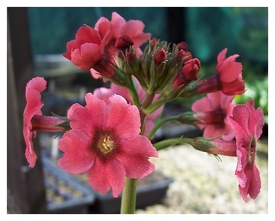 Primula japonica Splendens