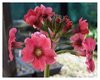Primula japonica Splendens