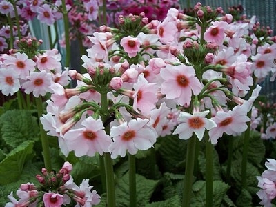 Primula japonica Apple Blossom (3 plants)