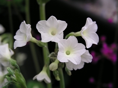 Primula alpicola var alba (3 plants)