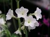 Primula alpicola var alba (3 plants)