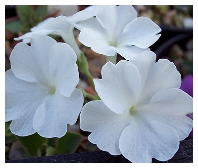 Primula Broadwell Milkmaid (white form)