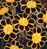 Primula X polyantha Gold-laced