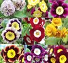 Auricula collection # 4 - 9 varieties plus printed labels