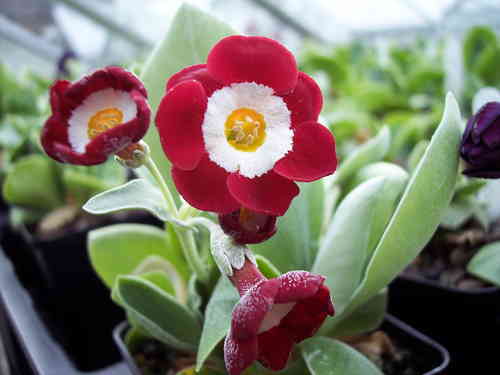 Auricula Simply Red