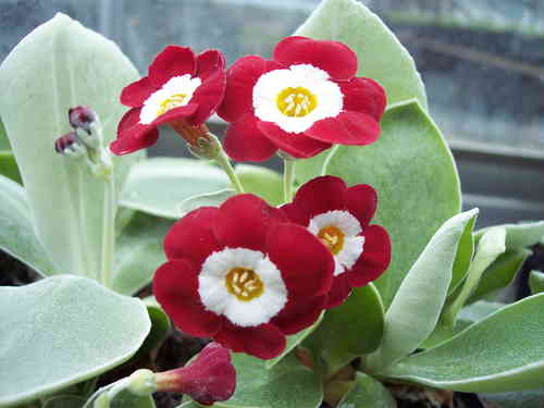 Auricula Simply Red
