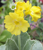 Auricula Old Yellow Dusty Miller