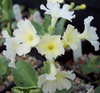 Primula X pubescens 'Beverley White'