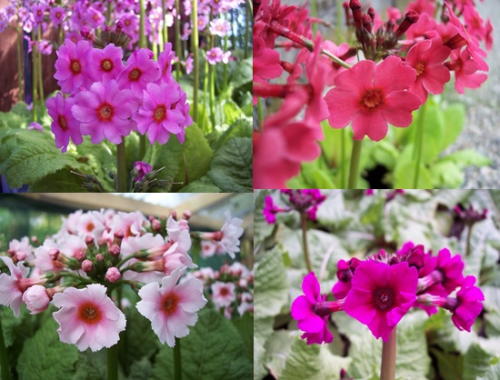 Candelabra collection (Primula japonica) 8 distinct varieties