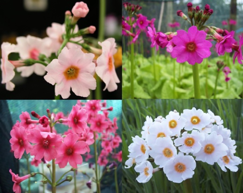 Candelabra collection (Primula japonica) 8 distinct varieties