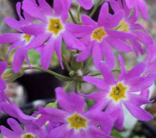 Primula cuneifolia subsp. heterodonta