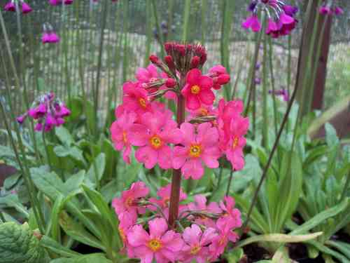 Primula Peninsula Hybrids (6 plants)