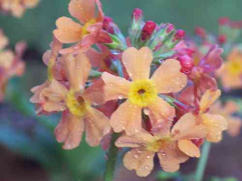 Primula Peninsula Hybrids (6 plants)