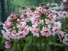 Primula japonica (bundle), Valley Red, Postford White and Apple Blossom