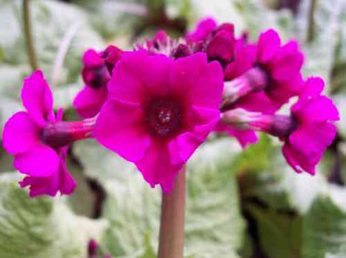 Primula japonica (bundle), Valley Red, Postford White and Apple Blossom