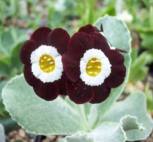Auricula Night and Day