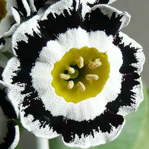 Auricula Dovedale