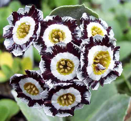 Auricula Dovedale