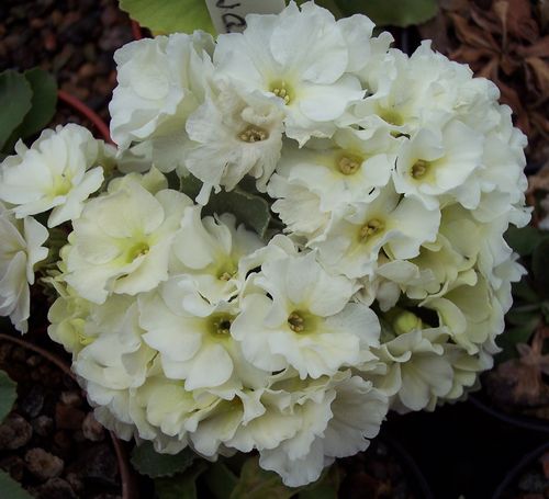 Primula White seedling
