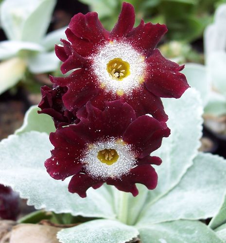 Auricula Old Red Dusty Miller