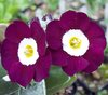 Auricula Martin Luther King