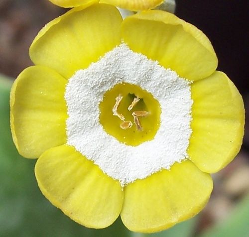 Auricula Piccadilly
