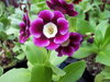 Auricula unknown seedling