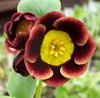 Auricula Indian Lovecall