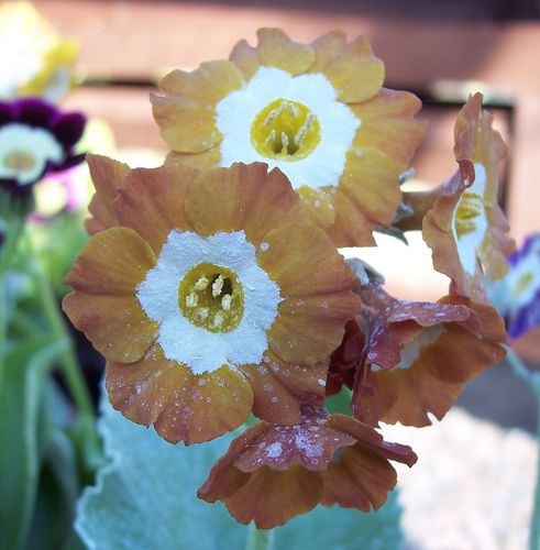Auricula Old Gold
