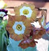 Auricula Old Gold