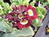 Auricula Night and Day x Fairy Light seedling